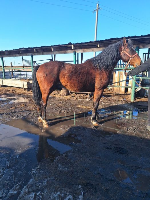 Продам жеребца табунного.