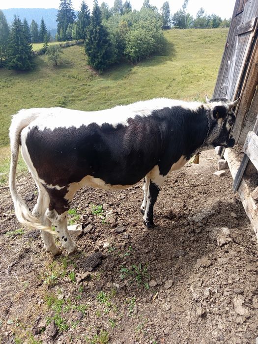 Vând 2 juninci una  de 9 luni și una de 11  luni