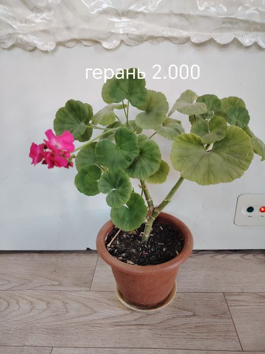 Продаются домашние цветы