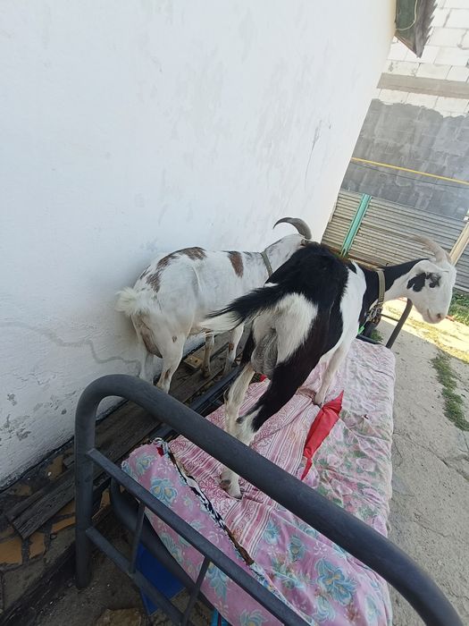 Продам дойных коз