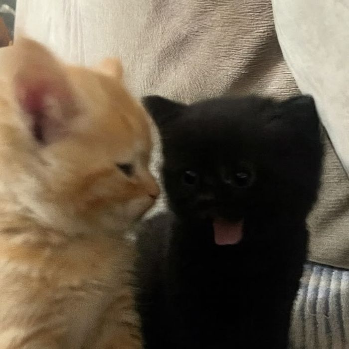 Котенки отдам даром