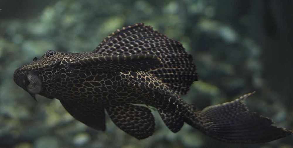 Аквариум  [440л]