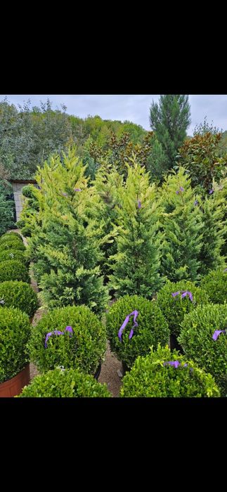 Leylandii de mai multe dimensiuni