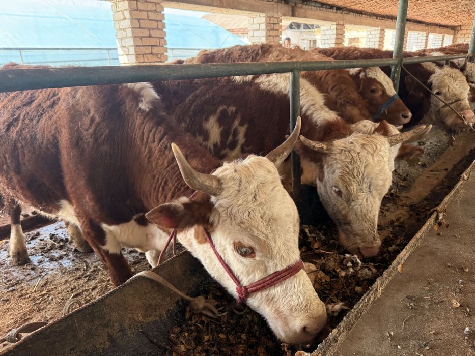 Sigir sotiladi qora mol chorva