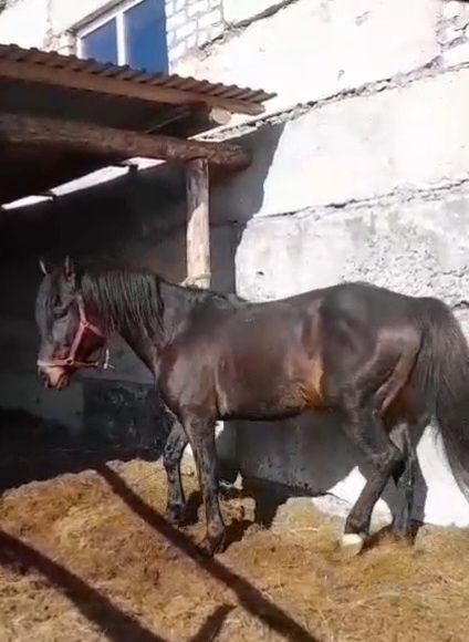 Айғыр сатам,немесе айырбастайм,, 8жасар