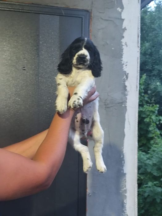 Спаниели от рабочих собак