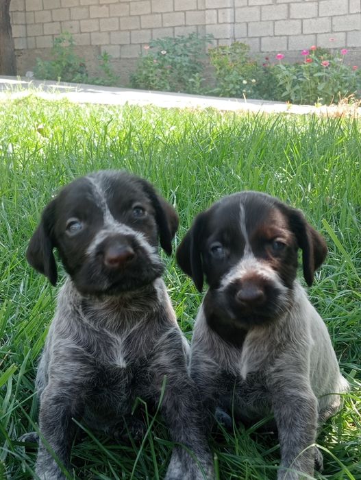 Дратхаар щенок сатылады