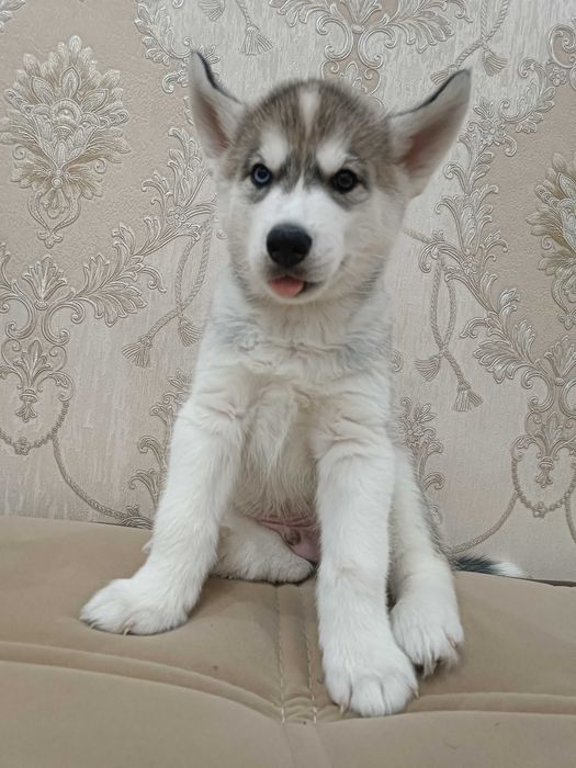 Хаски . Мальчик . 1,5 месяцев