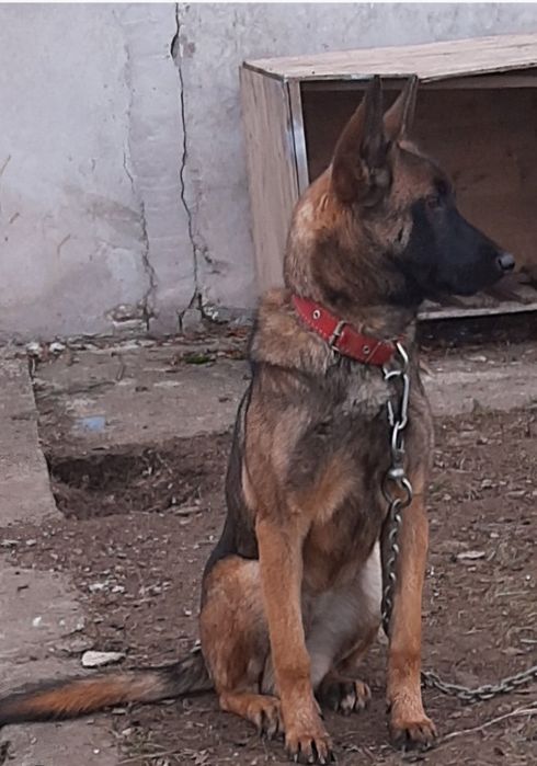 Подарявам белгийски овчарки