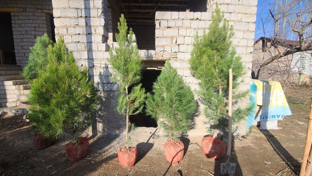 Qarag'ay (Сасна) ko'chatlari sotiladi