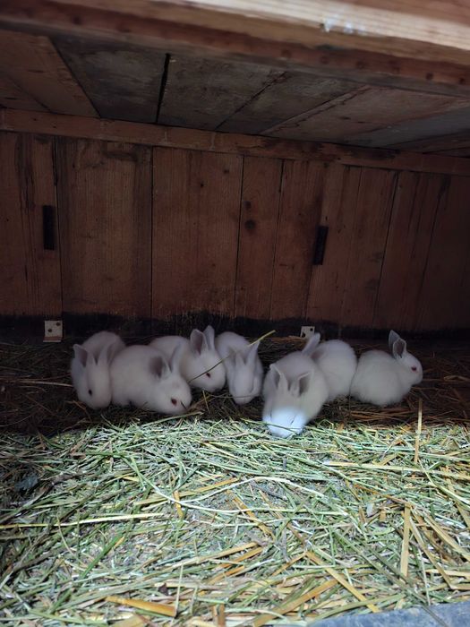 Iepuri Uriaș de Transilvania