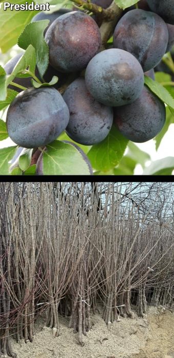 Meri-pomi fructiferi