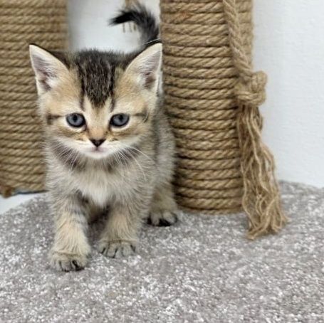 кошечКиШотЛандСкие