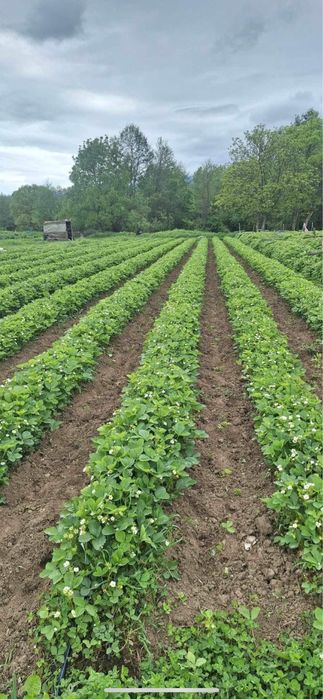 Разсад ягоди Азия, Клери, Албион и малини Полка, Люлин