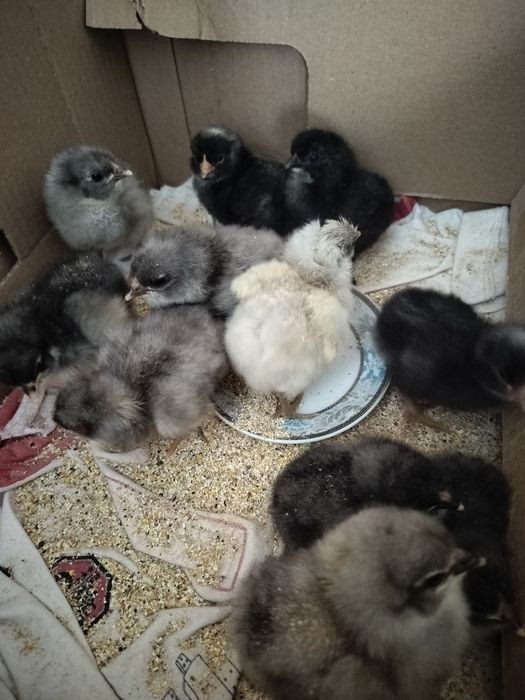 Pui de țară de o zi