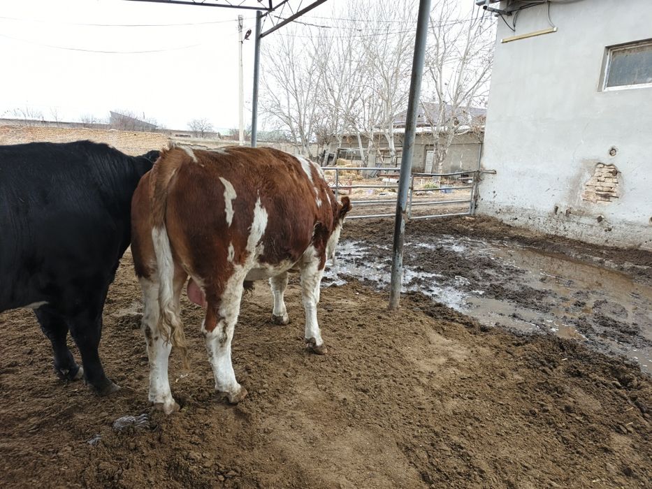 сментал 1.7 ойлик