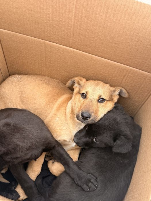 Щенки в добрые руки