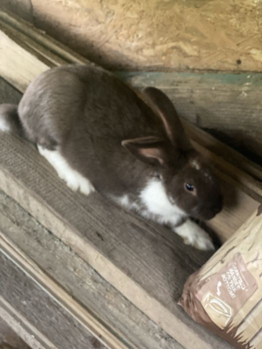 Vand ieprii de rasa mixta