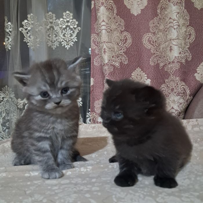 Продам котят британцы