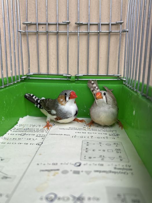 Амадинка Амадин Amadinka Amadin