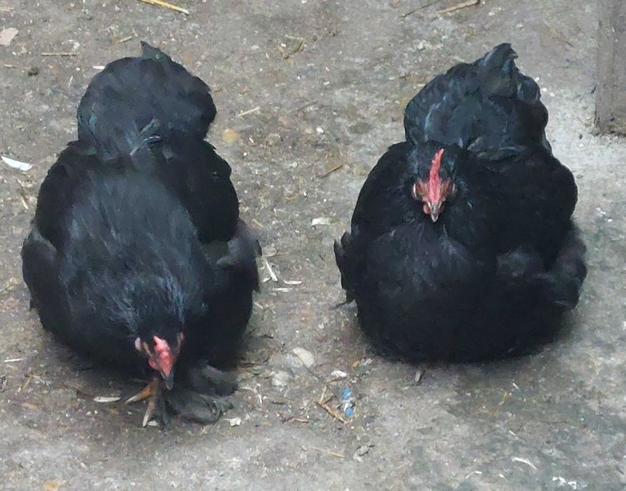 De vânzare Găini Cochinchina pitic
