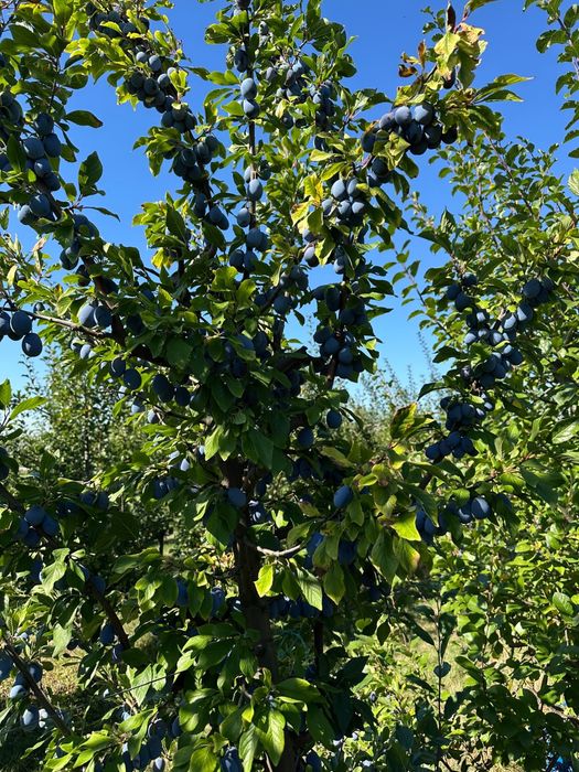 Prune tuica de vanzare