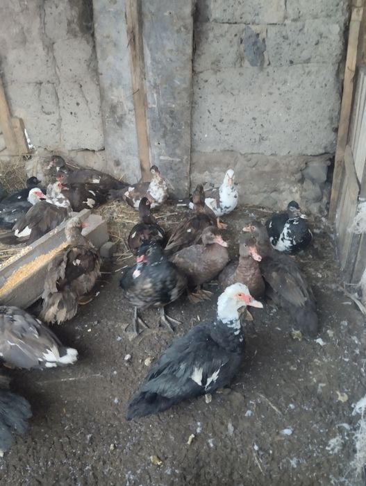 Утки Индаутки Продаются