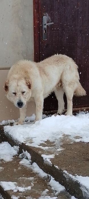 Ургашы төбет 3жасар