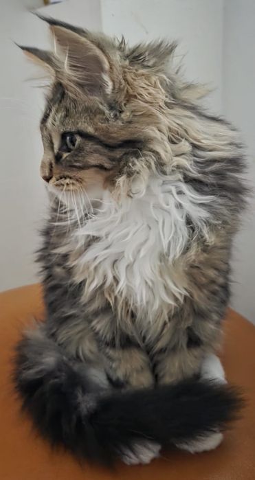Fetita Maine Coon