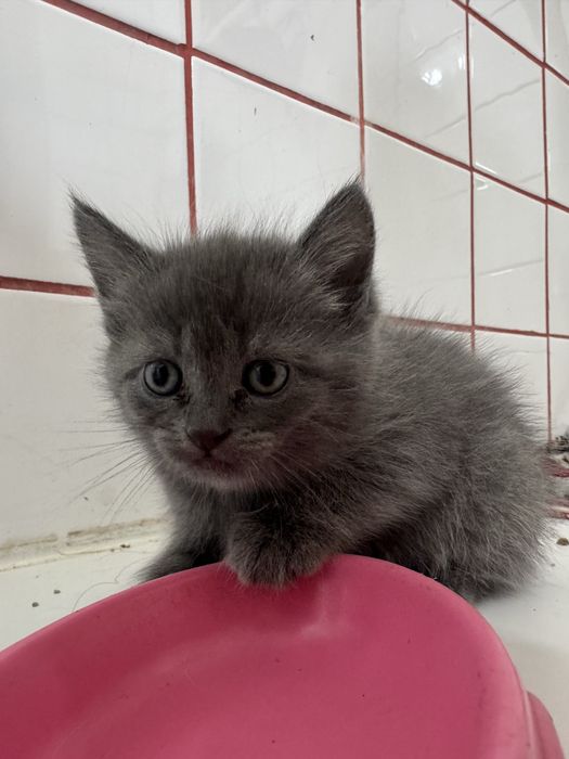 Британские котята