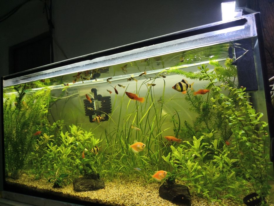 Pești de acvariu și plante