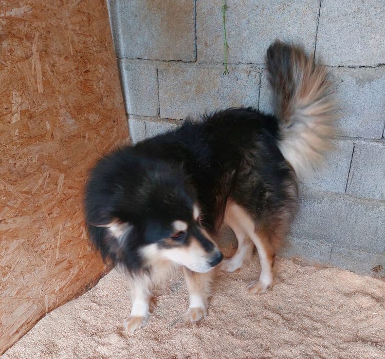 Ждём любящих хозяев для собачек