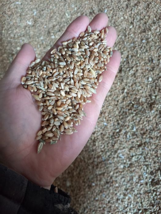 Продам пшеницу на корма сухая