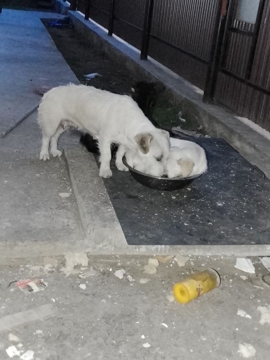 Donație căței omoară șobolani