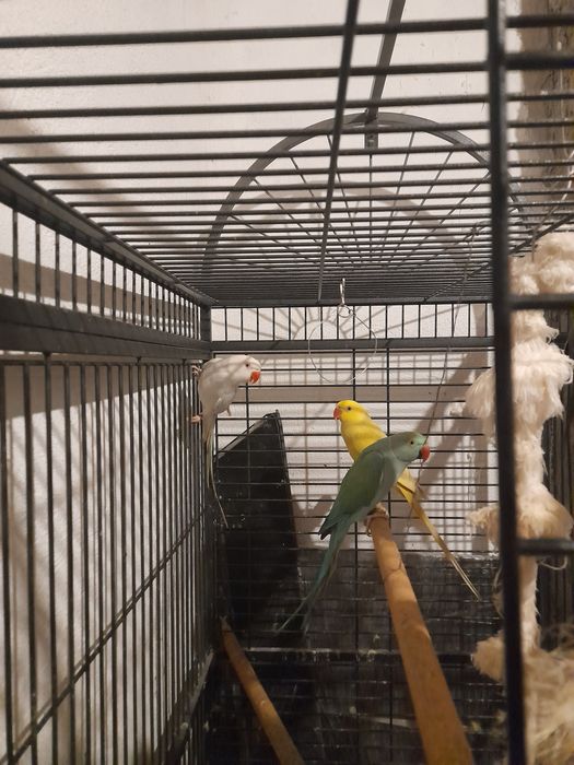 Diferite specii de papagali