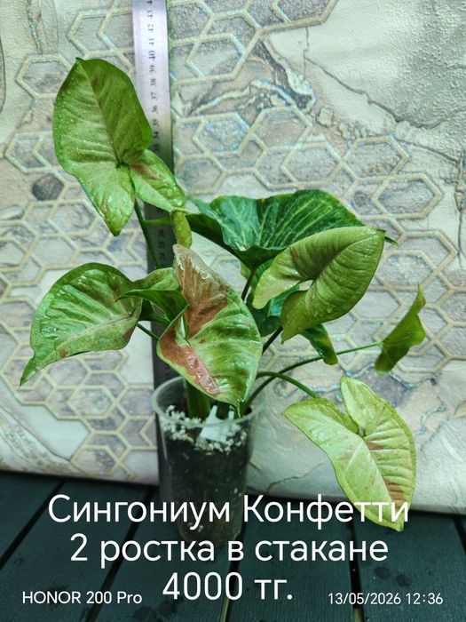 Комнатные цветы. Живые цветы.