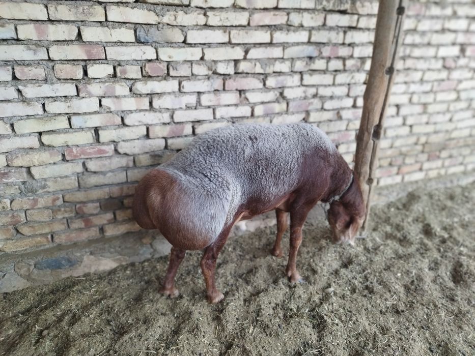 Arashan Qirgʻiziston qoʻchqori