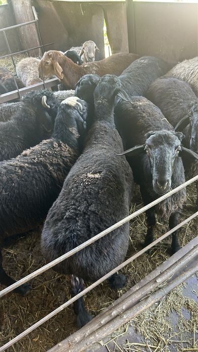 Қошқарлар қорада тұған