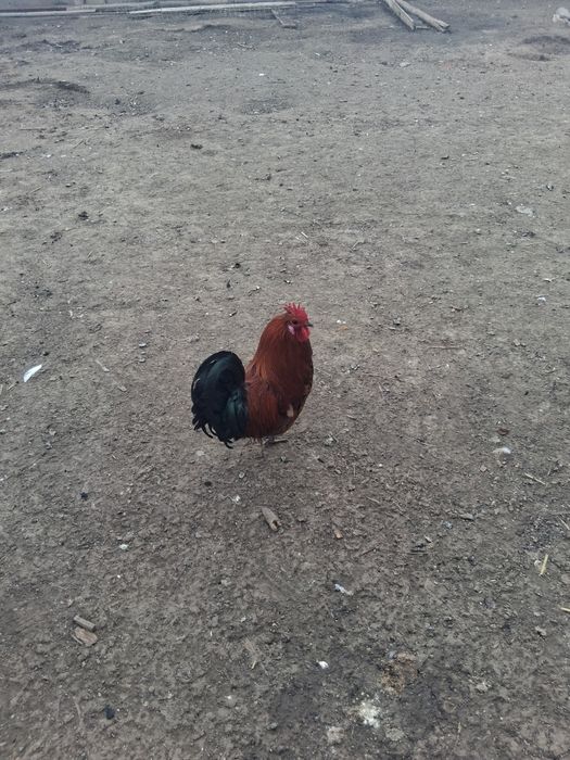 Vând cocoși de paduana si motata olandeza