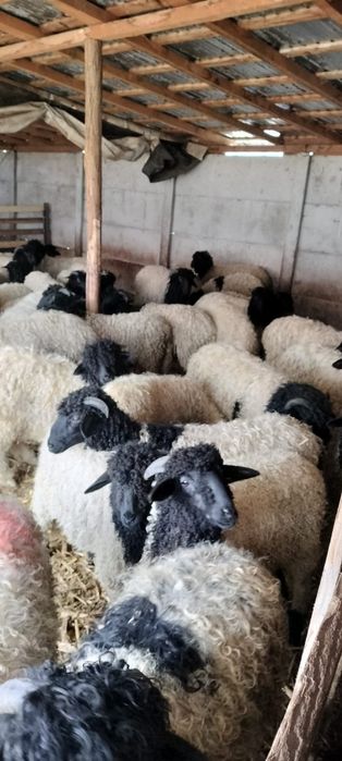 Mieii grași ținuți pe stabulație 25_45 kg