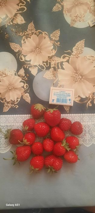 Koreyskiy bettabery yangi avlod kochatlari sotiladi