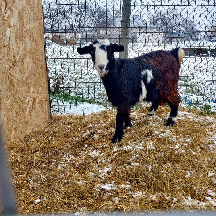 Vînd iadă prima  fătare