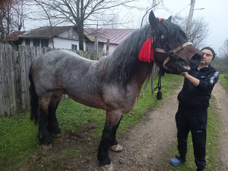 Vând armăsar  vârstă 3_4 ani