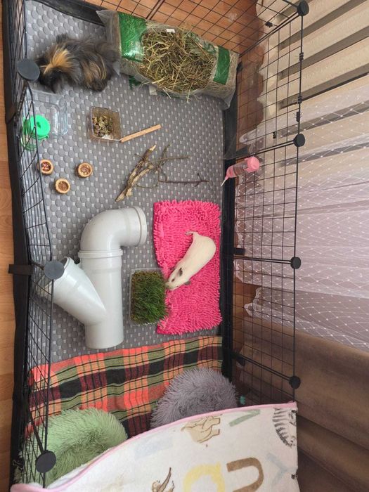 Продам морских свинок