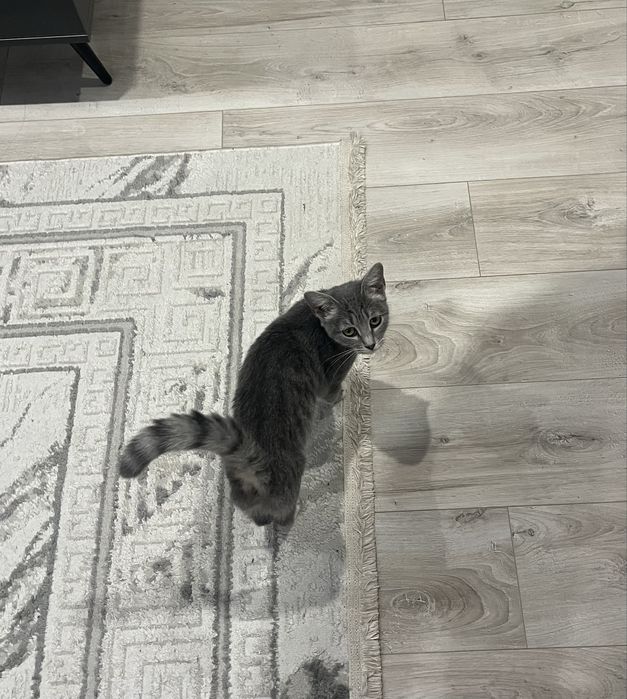 Отдаем котенка 5месяцев