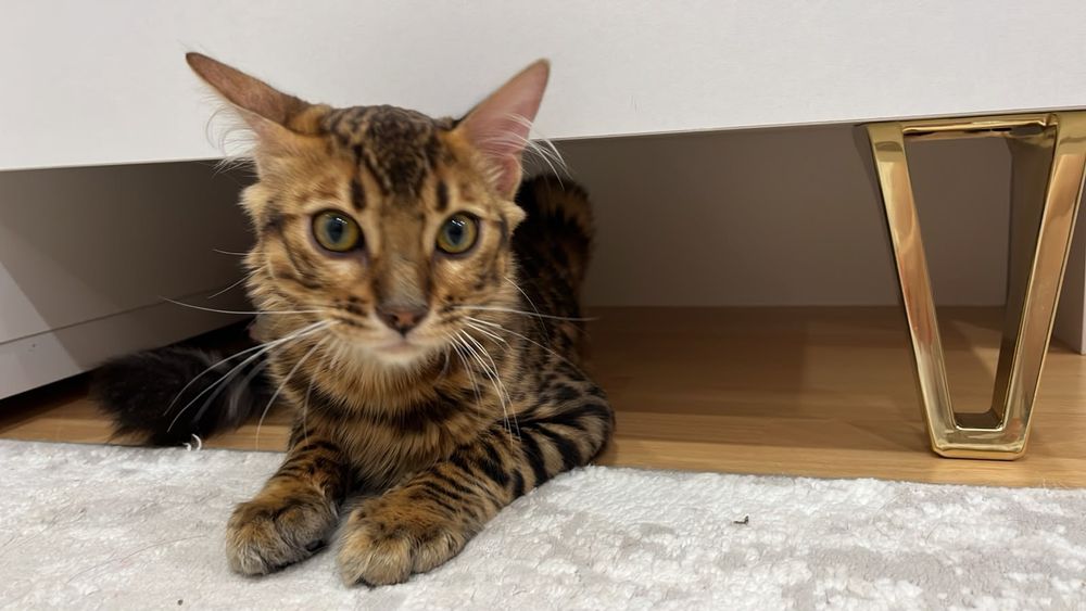 Бенгальский котёнок