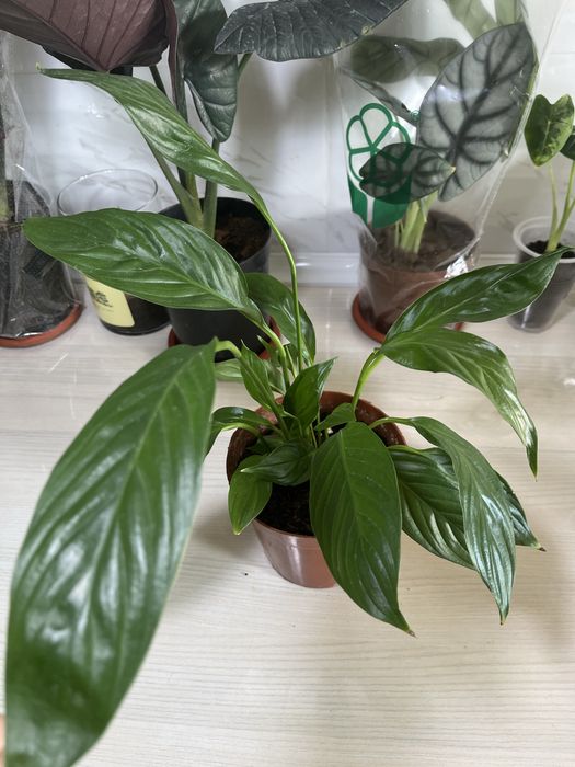 Комнатные растения