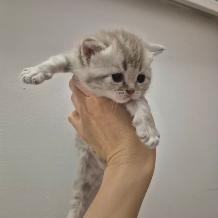 Котята шотландские