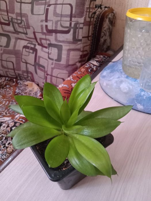 Цветы комнатные продажа