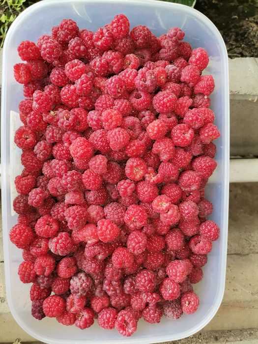 Продам малину домашнюю.